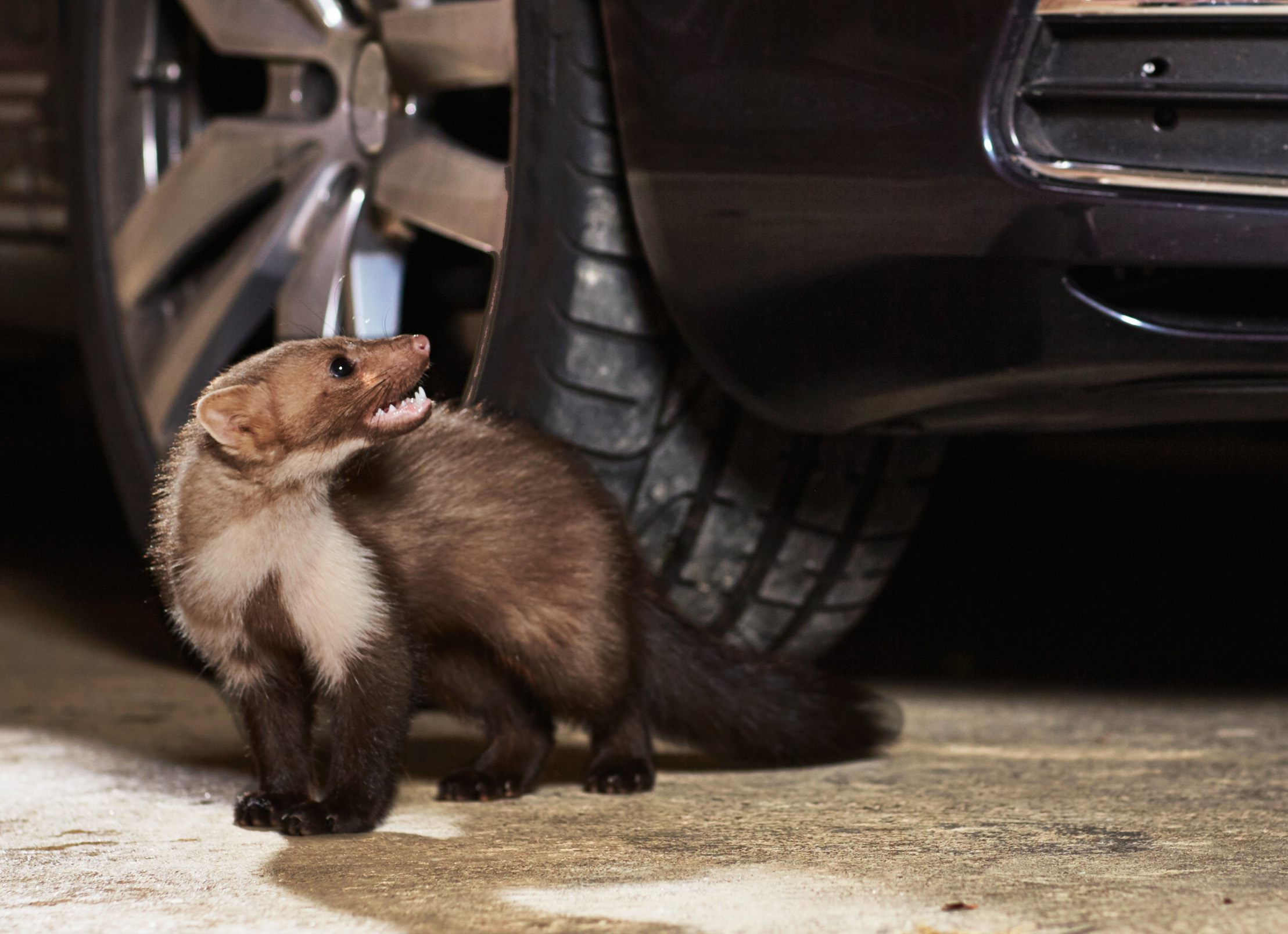 1-Marder mit Auto fauchend